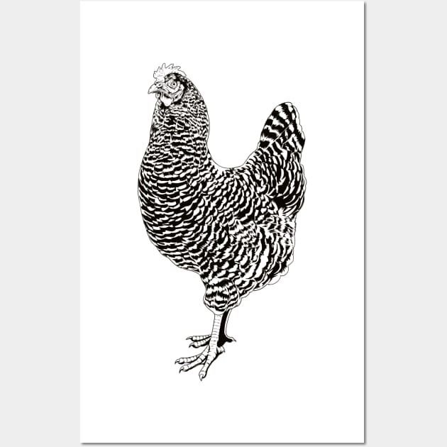 Drawing of an Plymouth Rock chicken Wall Art by Modern Medieval Design